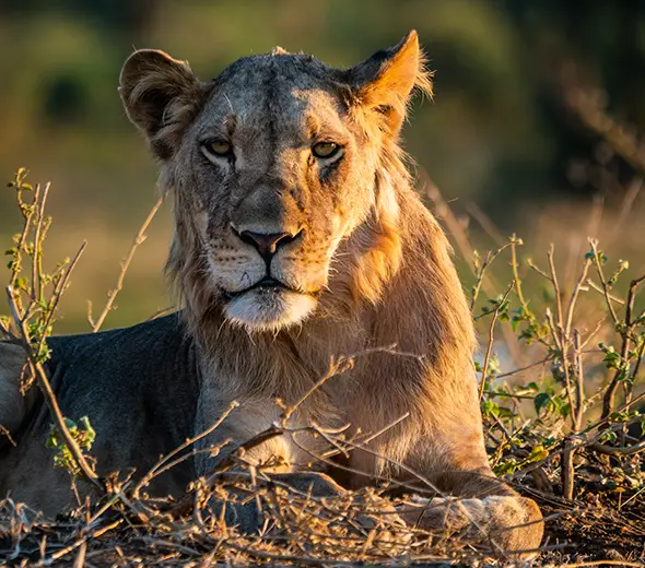 Sambia-Private-Geführte-Safaris-Was ist enthalten