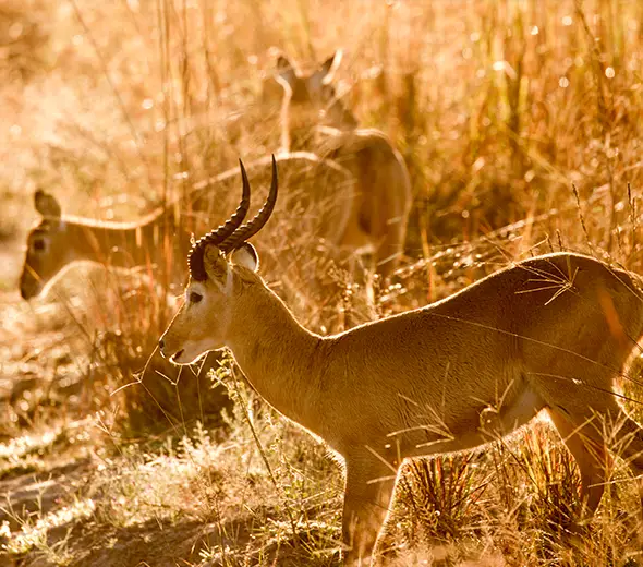 Sambia-Private-Geführte-Safaris-Entdecke-Malawi-und-Sambia-Was ist enthalten