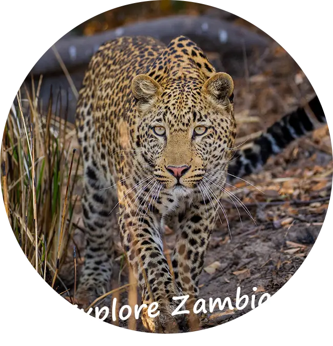 Sambia-Private-Geführte-Safaris-über-Sambia