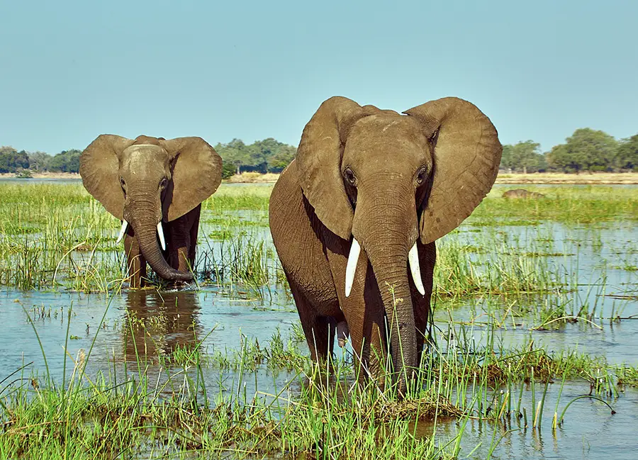 Sambia-Private-Geführte-Safaris-Tarife-Unsere-Dienstleistung