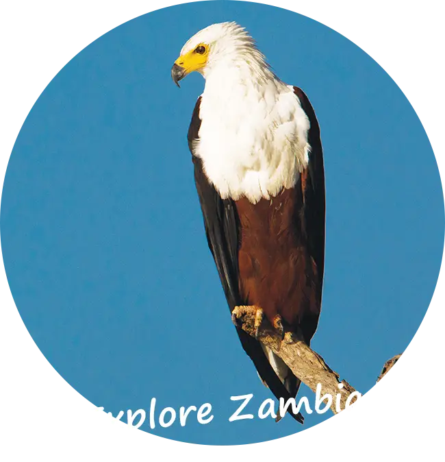 Sambia-Private-Geführte-Safaris-Reisen-in-Sambia