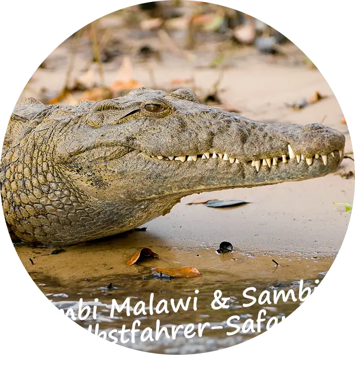 Selbstfahrer-Safari-Sambia-Kombi-Malawi-und-Sambia